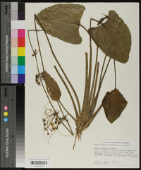 Echinodorus cordifolius image