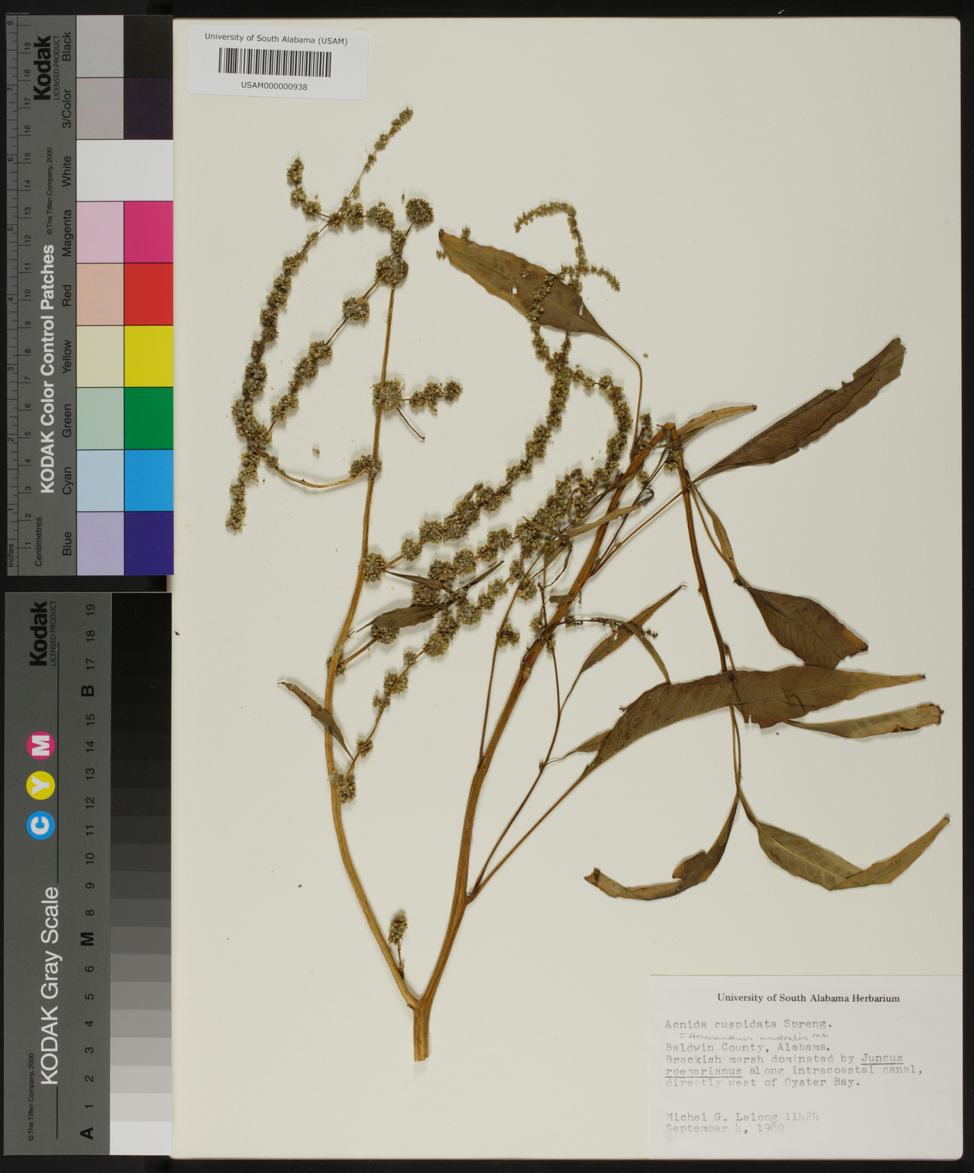 Acnida cuspidata image
