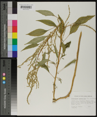 Amaranthus cannabinus image