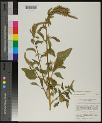 Amaranthus hybridus image