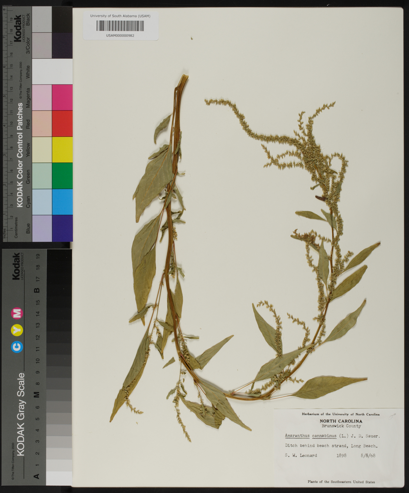 Amaranthus cannabinus image