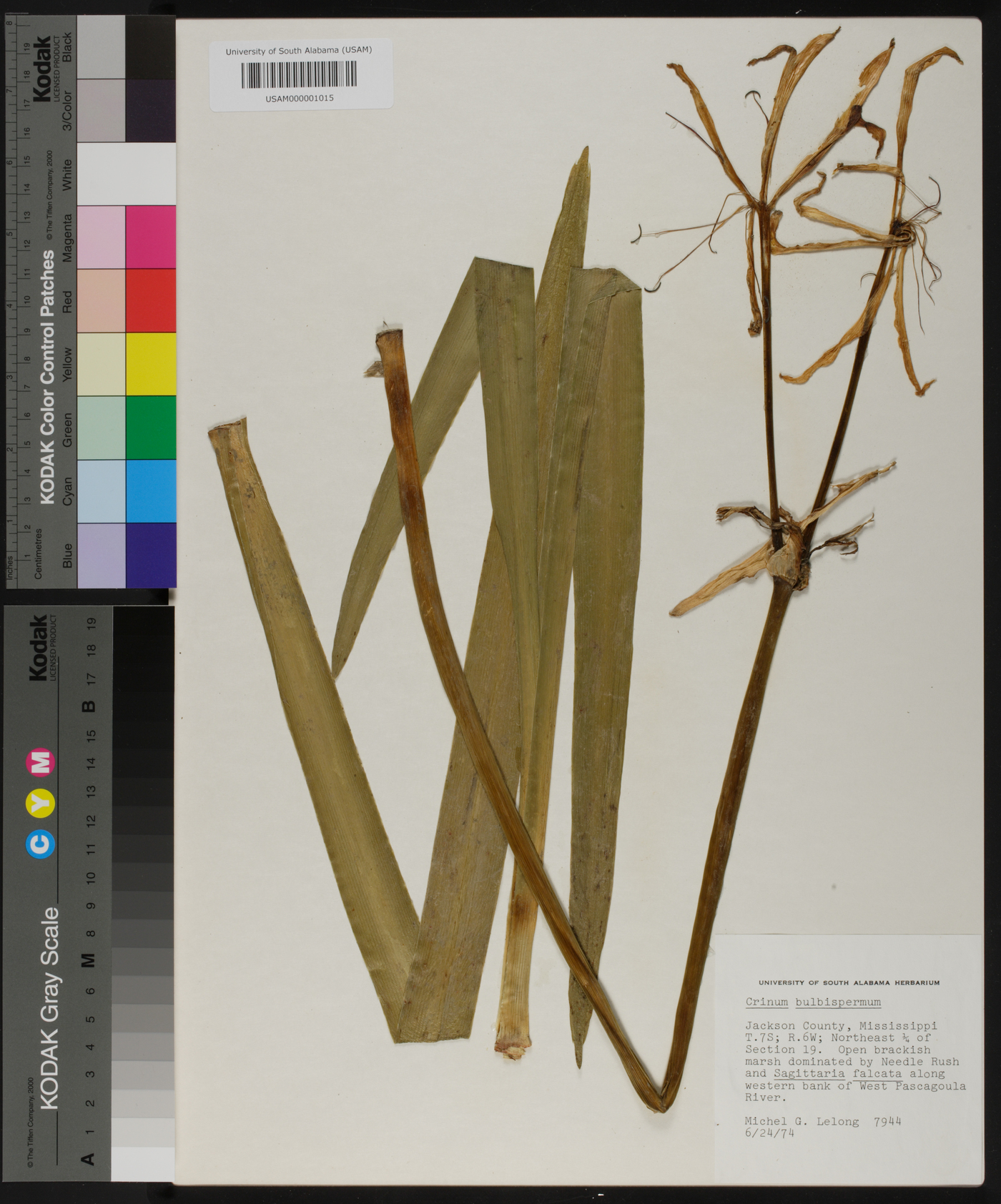Crinum bulbispermum image