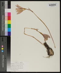 Zephyranthes grandiflora image