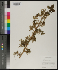 Toxicodendron diversilobum image