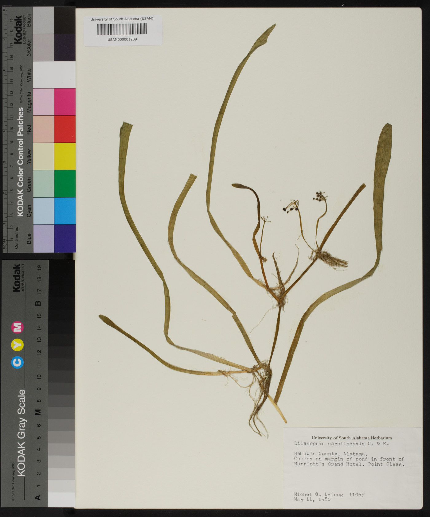 Lilaeopsis carolinensis image