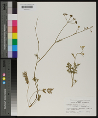 Pimpinella saxifraga image