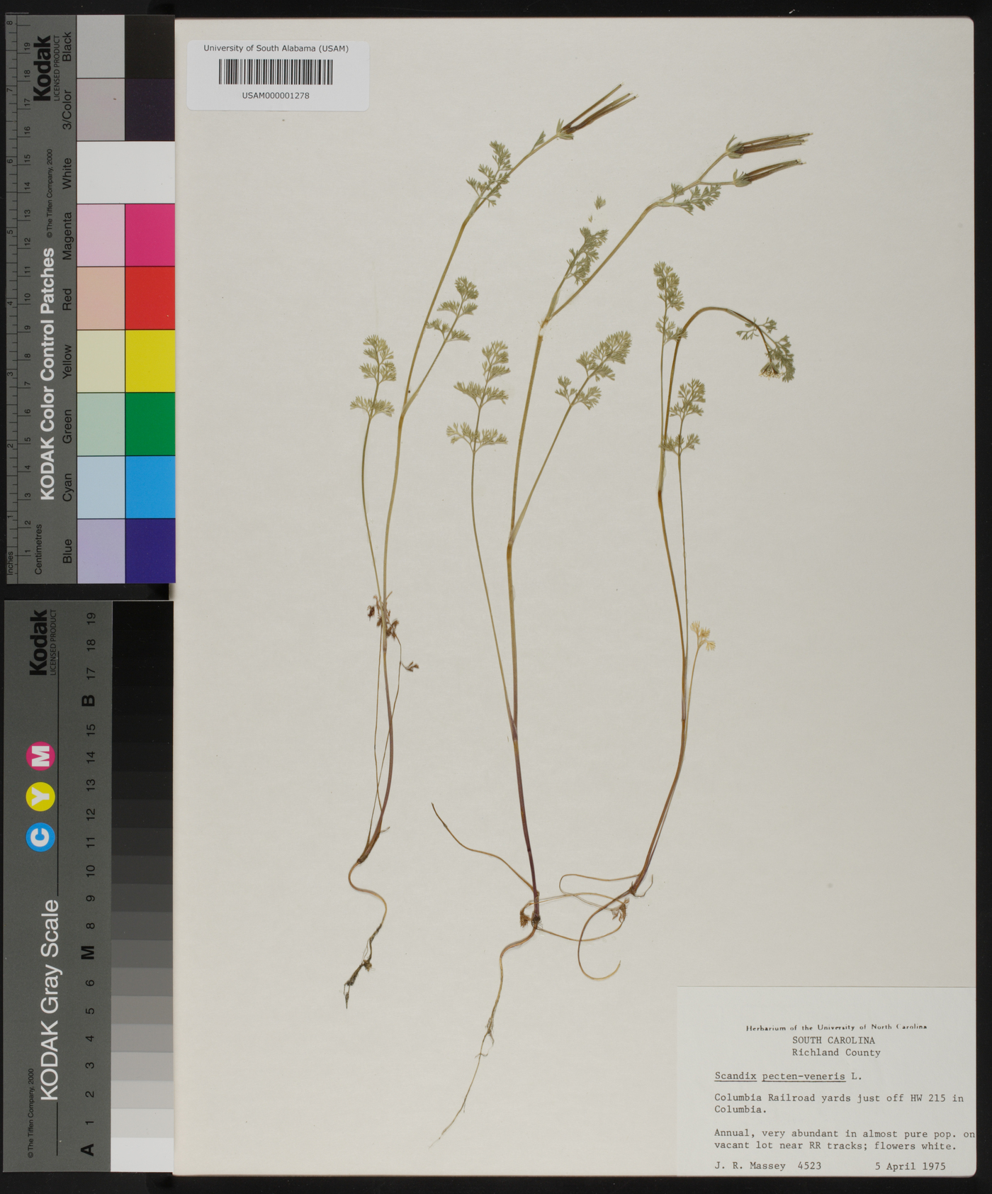 Scandix pecten-veneris image