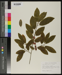 Ilex amelanchier image