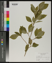 Ilex longipes image