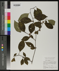 Ilex montana image