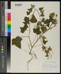 Hedera helix image