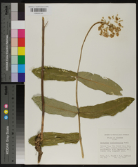 Asclepias amplexicaulis image