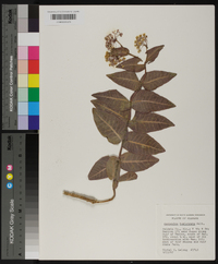 Asclepias humistrata image