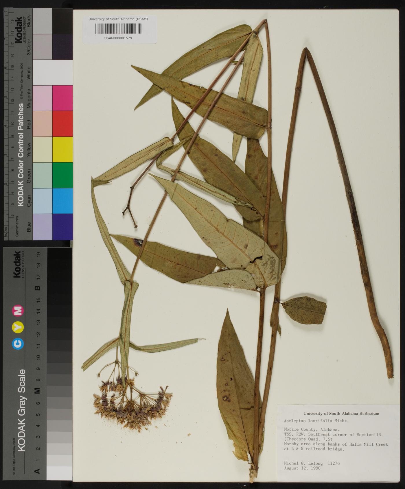Asclepias laurifolia image