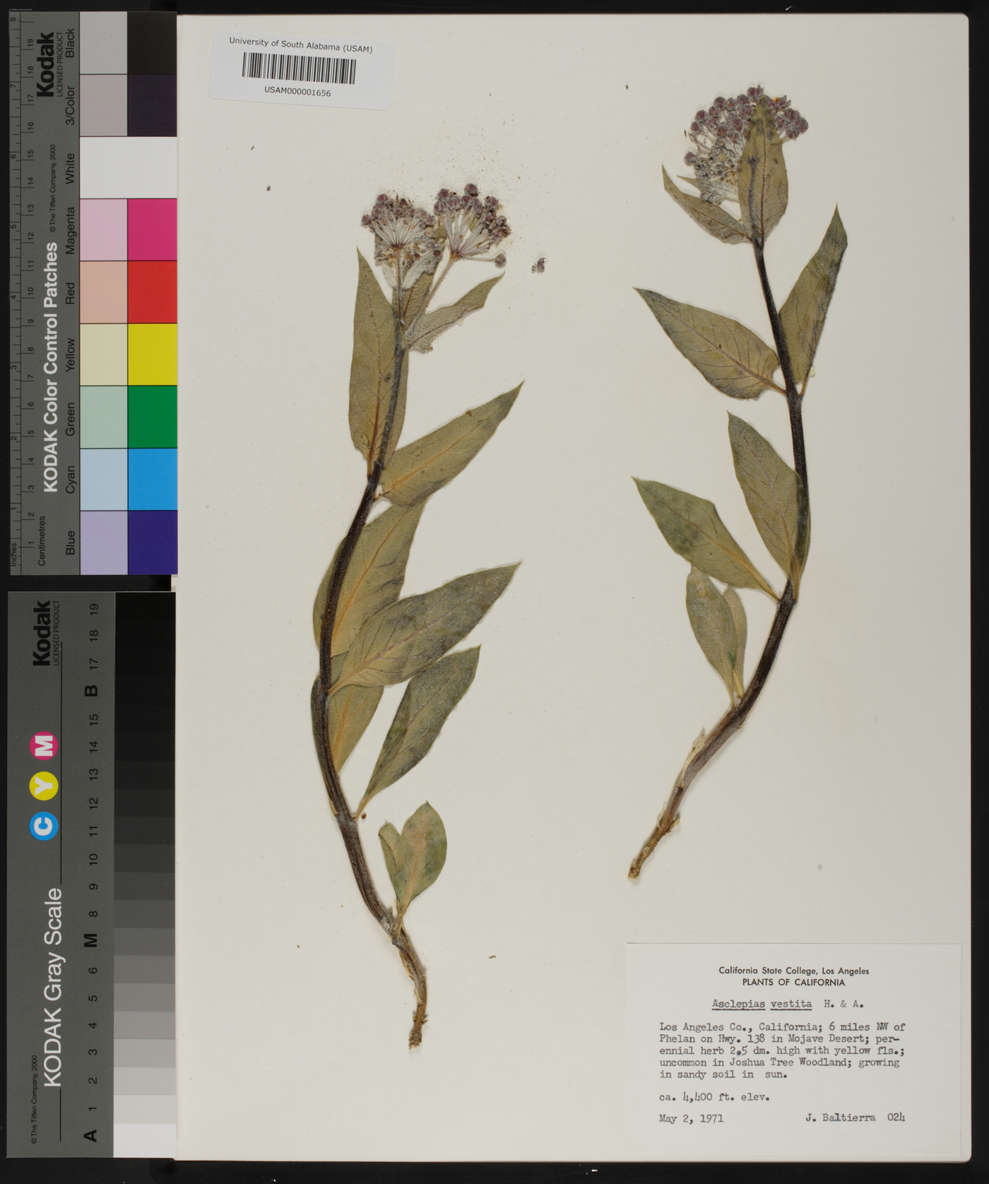 Asclepias vestita image