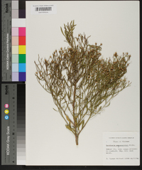 Baccharis angustifolia image