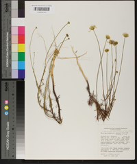 Actinospermum angustifolium image
