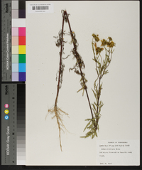 Bidens polylepis image