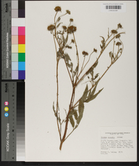 Bidens vulgata image