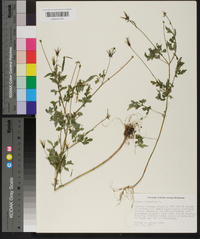 Bidens bipinnata image