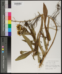 Bidens laevis image