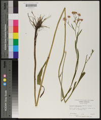 Boltonia caroliniana image