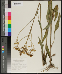 Arnoglossum ovatum image