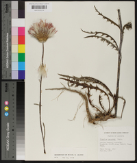 Cirsium lecontei image