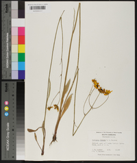 Coreopsis falcata image