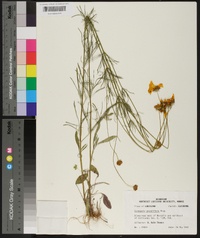 Coreopsis grandiflora image