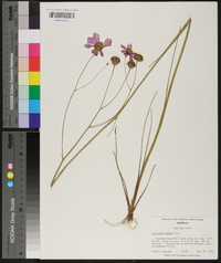 Coreopsis nudata image