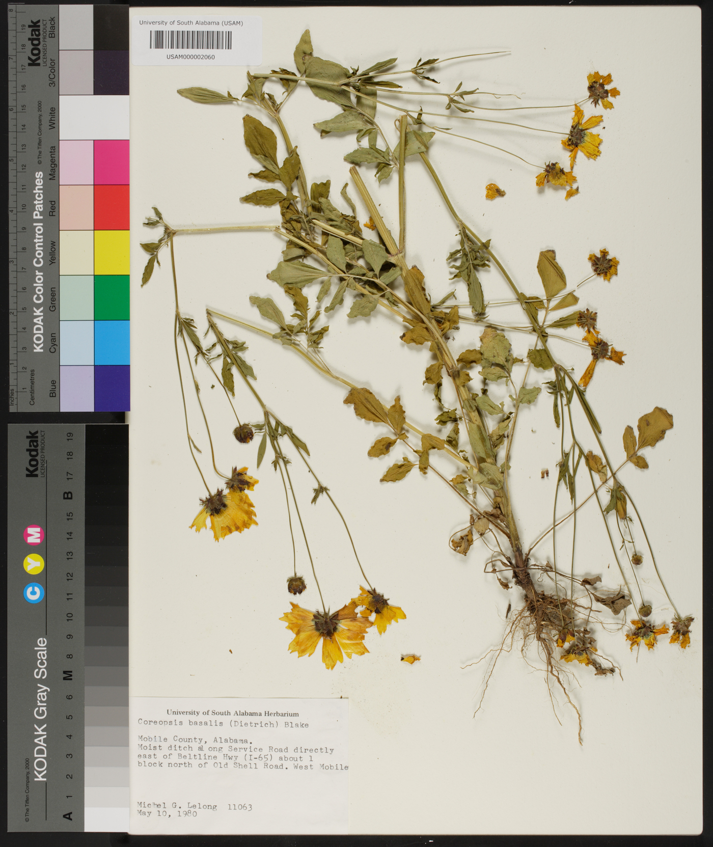 Coreopsis basalis image