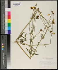 Coreopsis basalis image