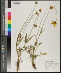 Coreopsis lanceolata image