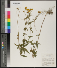 Coreopsis major image