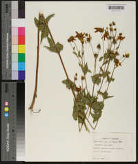 Coreopsis major image