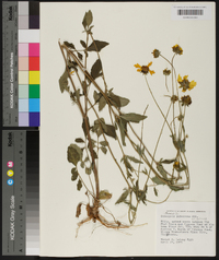 Coreopsis pubescens image