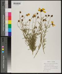 Coreopsis pulchra image