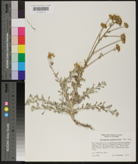 Eriophyllum confertiflorum image