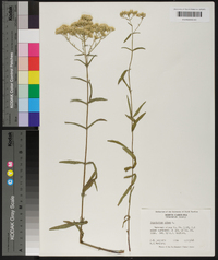 Eupatorium album image