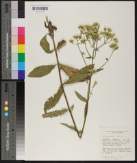 Eupatorium album image