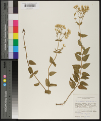 Eupatorium aromaticum image