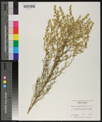 Eupatorium capillifolium image