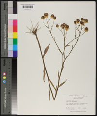 Helenium flexuosum image