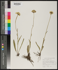 Helenium vernale image