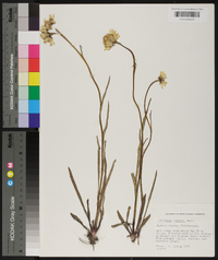 Helenium vernale image