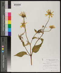 Helianthus decapetalus image