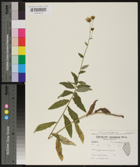 Hieracium canadense image