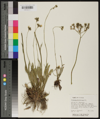 Hieracium piloselloides image