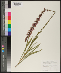 Liatris spicata image